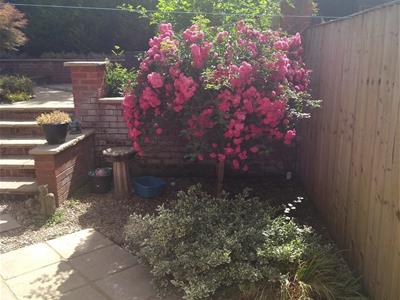 Picture 25